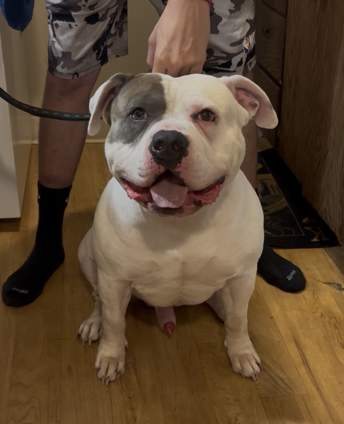 Dog Featured Image