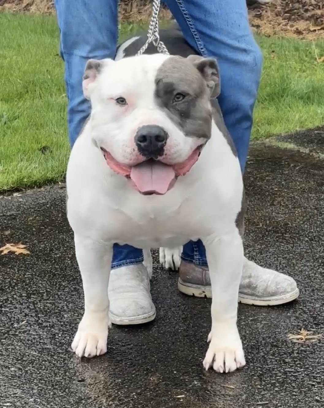 Dog Featured Image