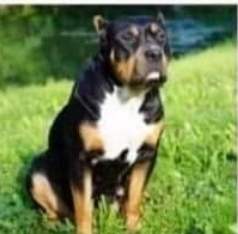 Dog Featured Image
