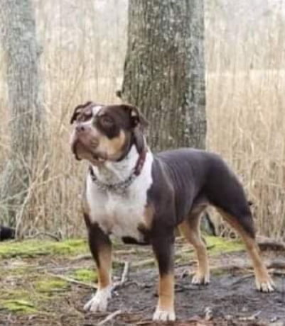 Dog Featured Image