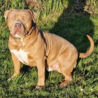 Dog Featured Image