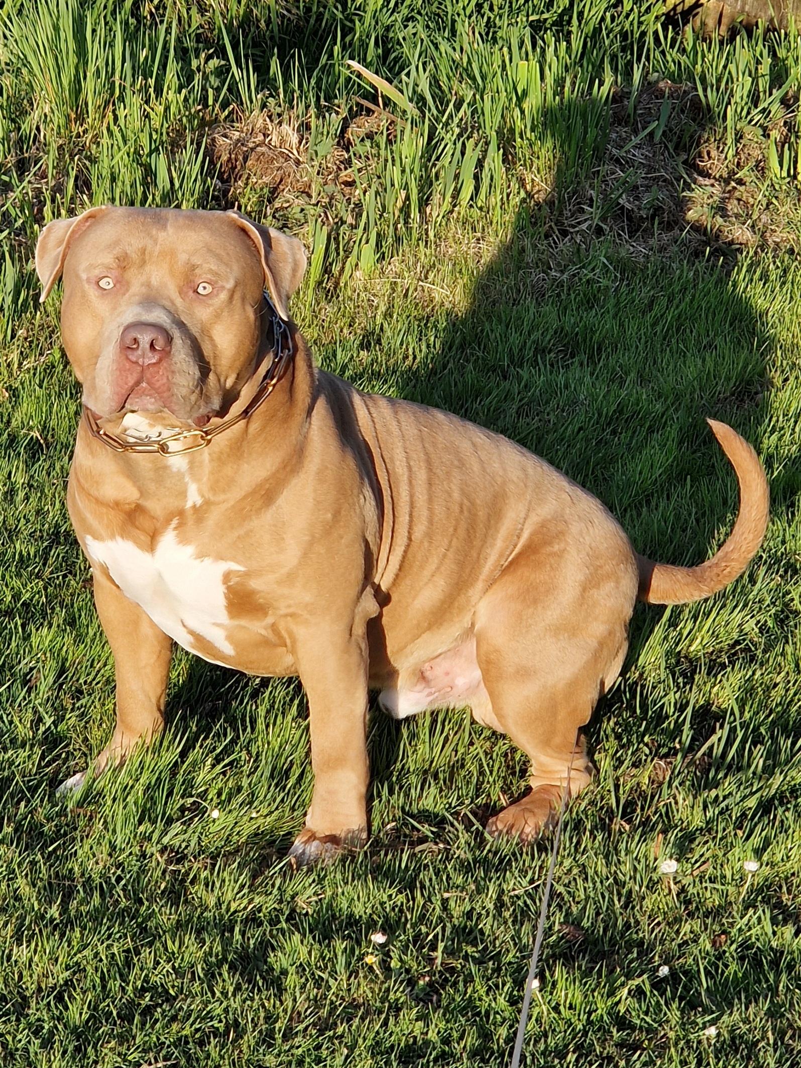 Dog Featured Image