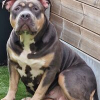Dog Featured Image