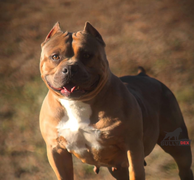 Dog Featured Image