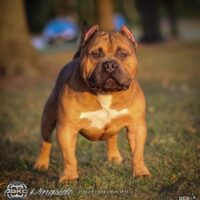 Dog Featured Image