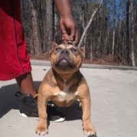 Dog Featured Image