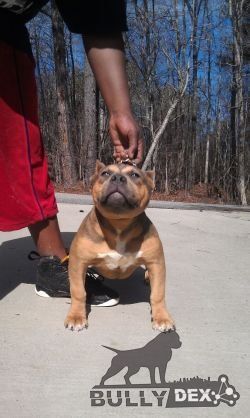 Dog Featured Image