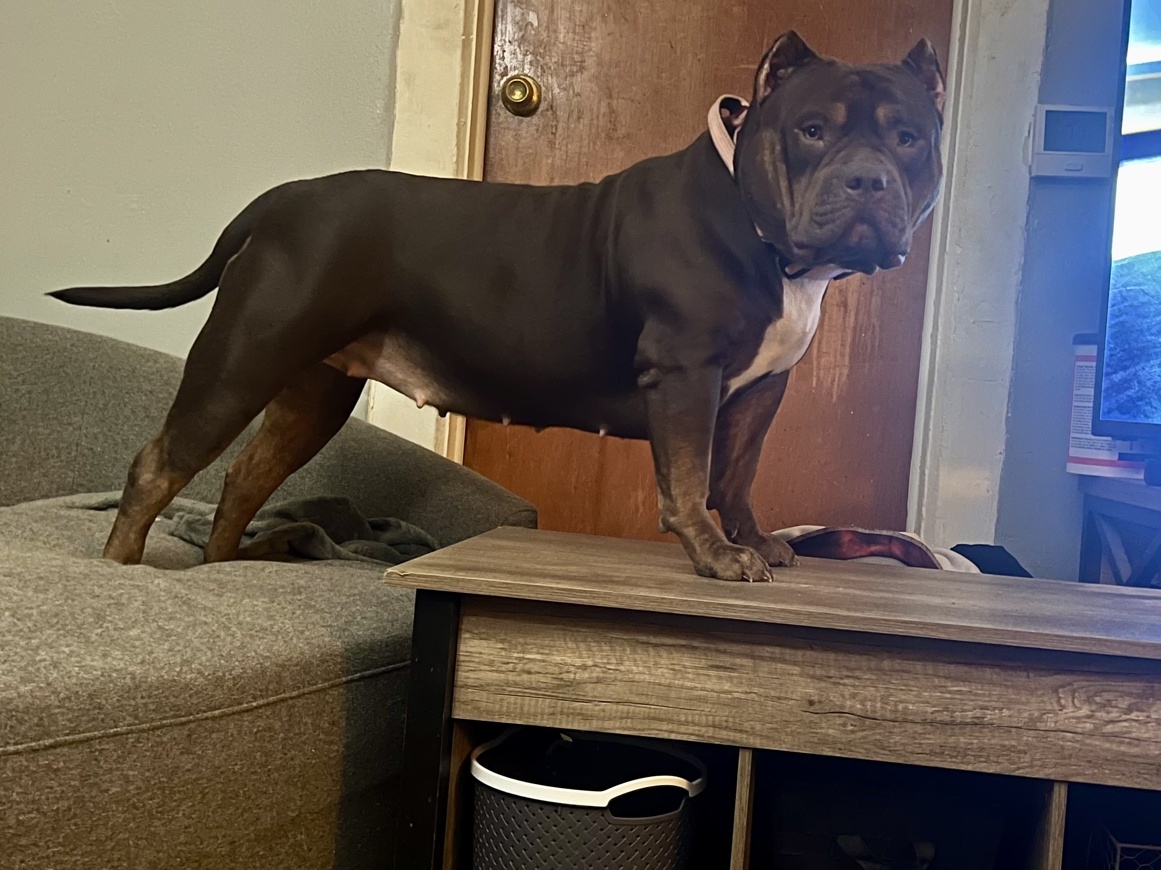 Dog Featured Image