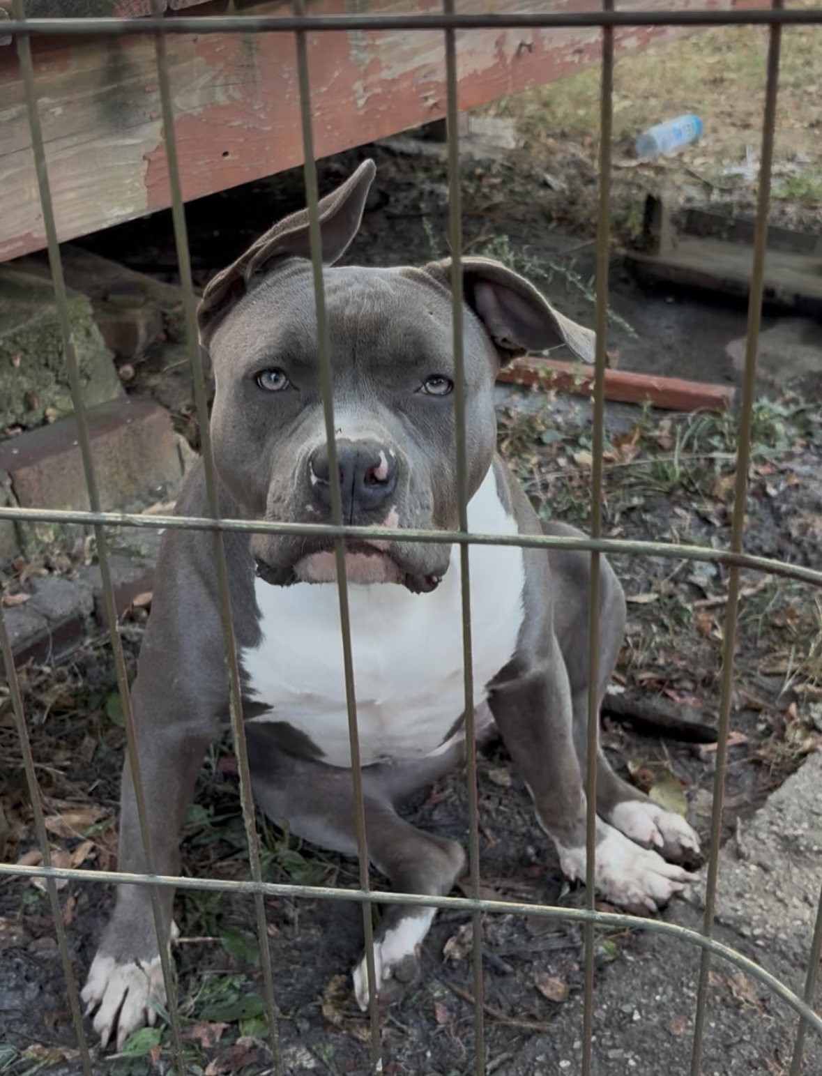 Dog Featured Image
