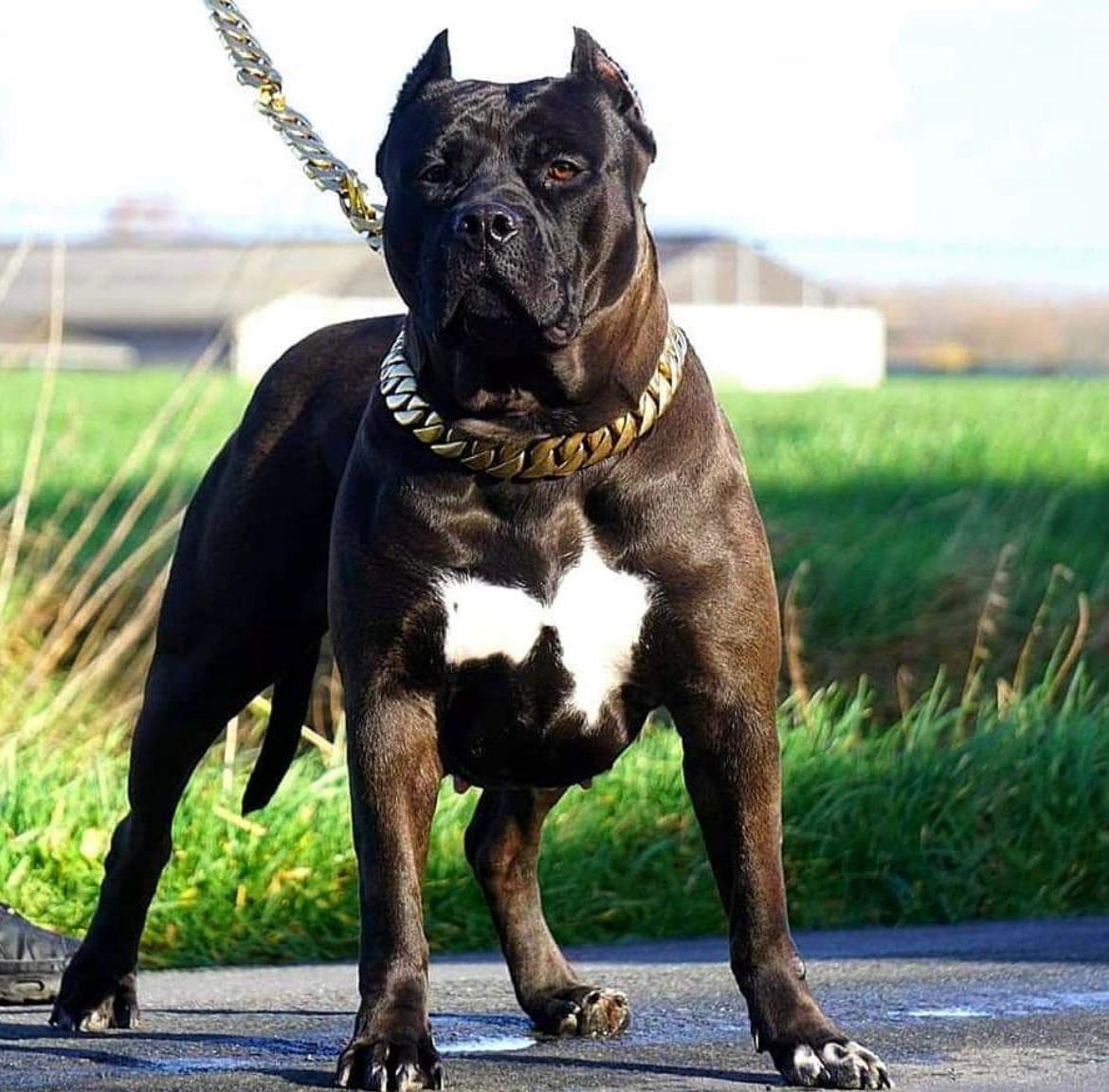 Dog Featured Image