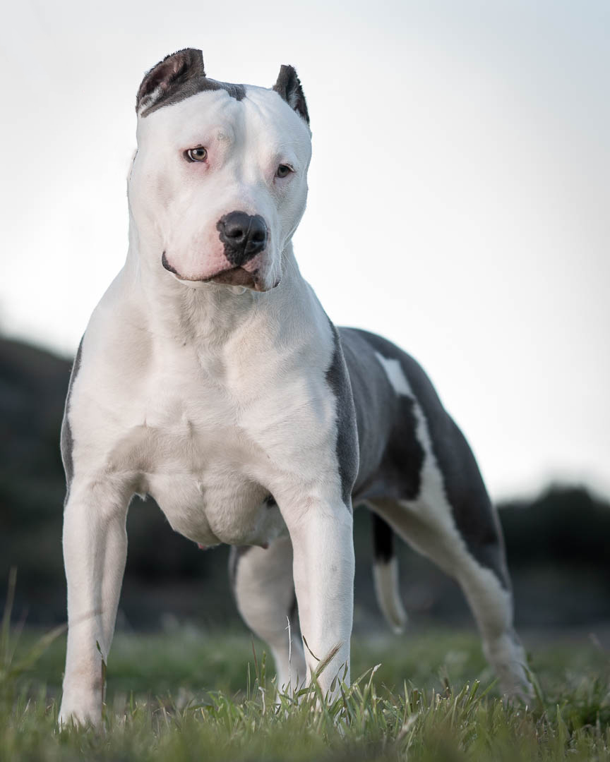 Dog Featured Image