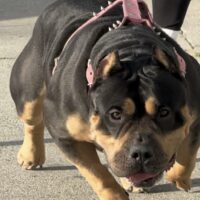 Dog Featured Image