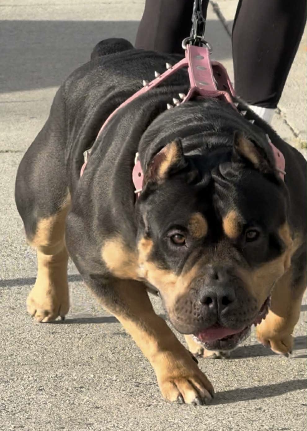 Dog Featured Image