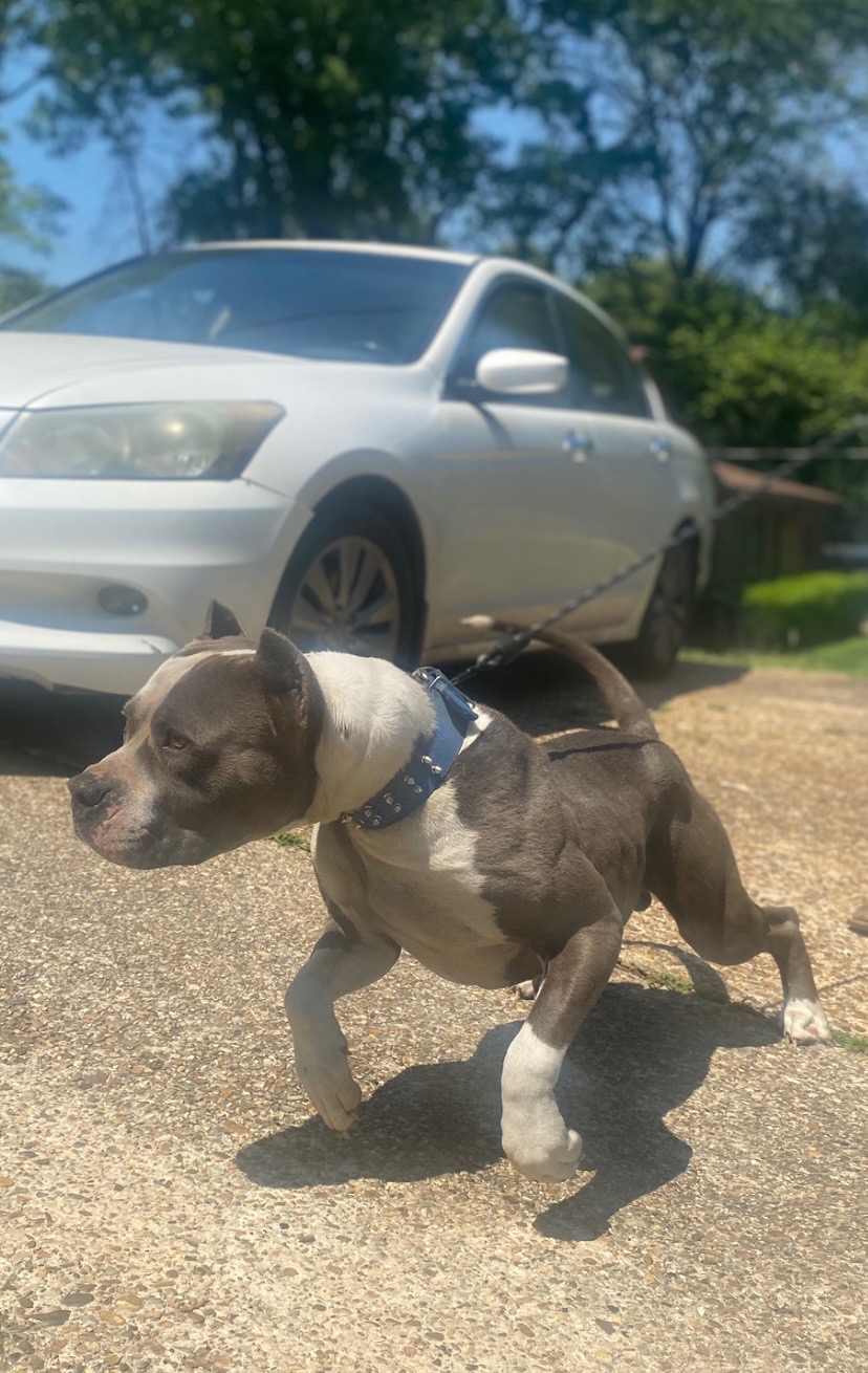 Dog Featured Image