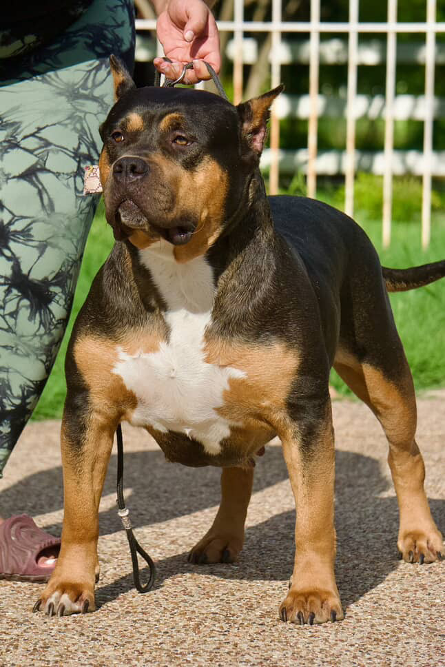 Dog Featured Image