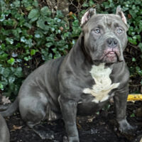 Dog Featured Image