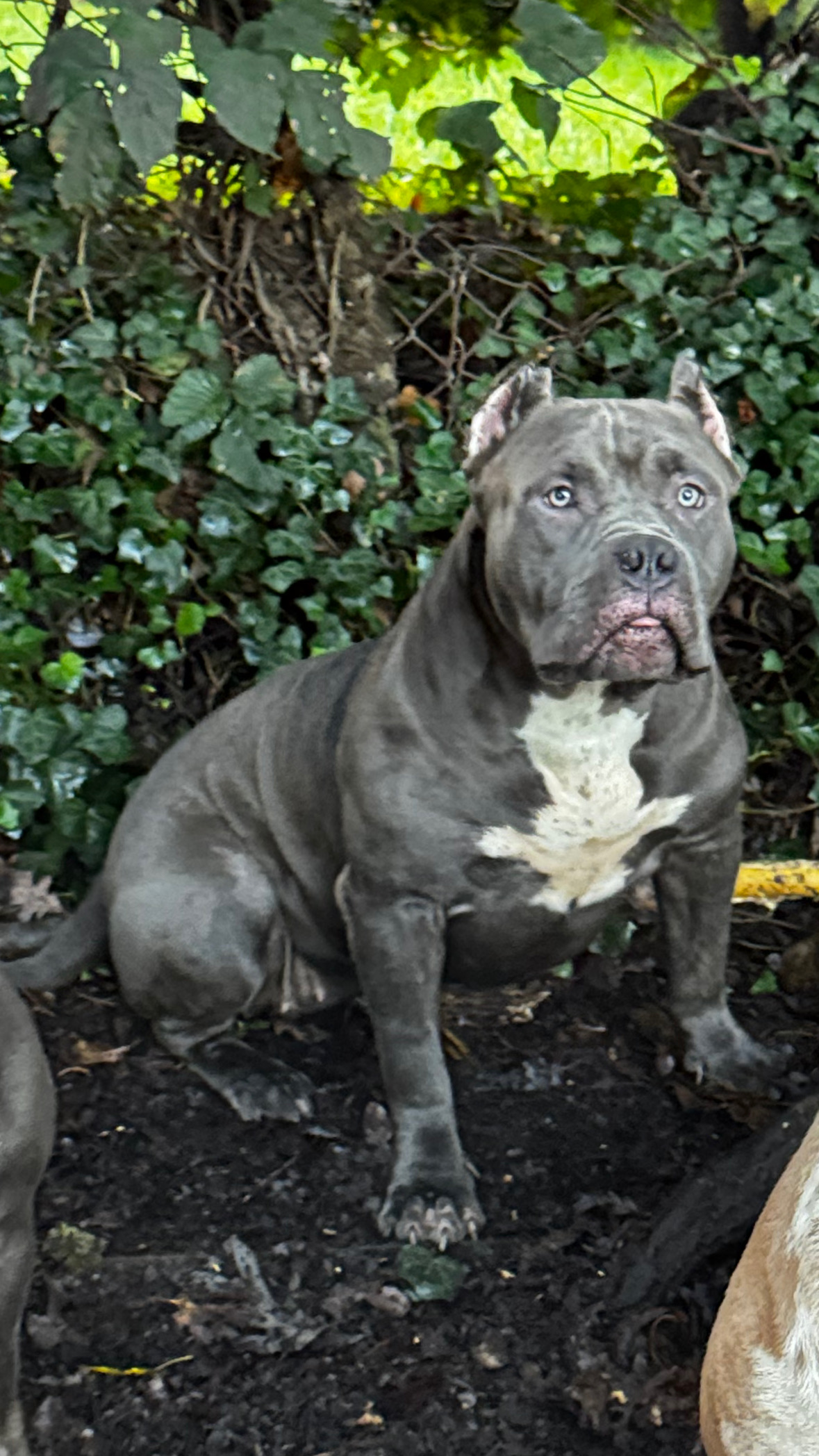Dog Featured Image