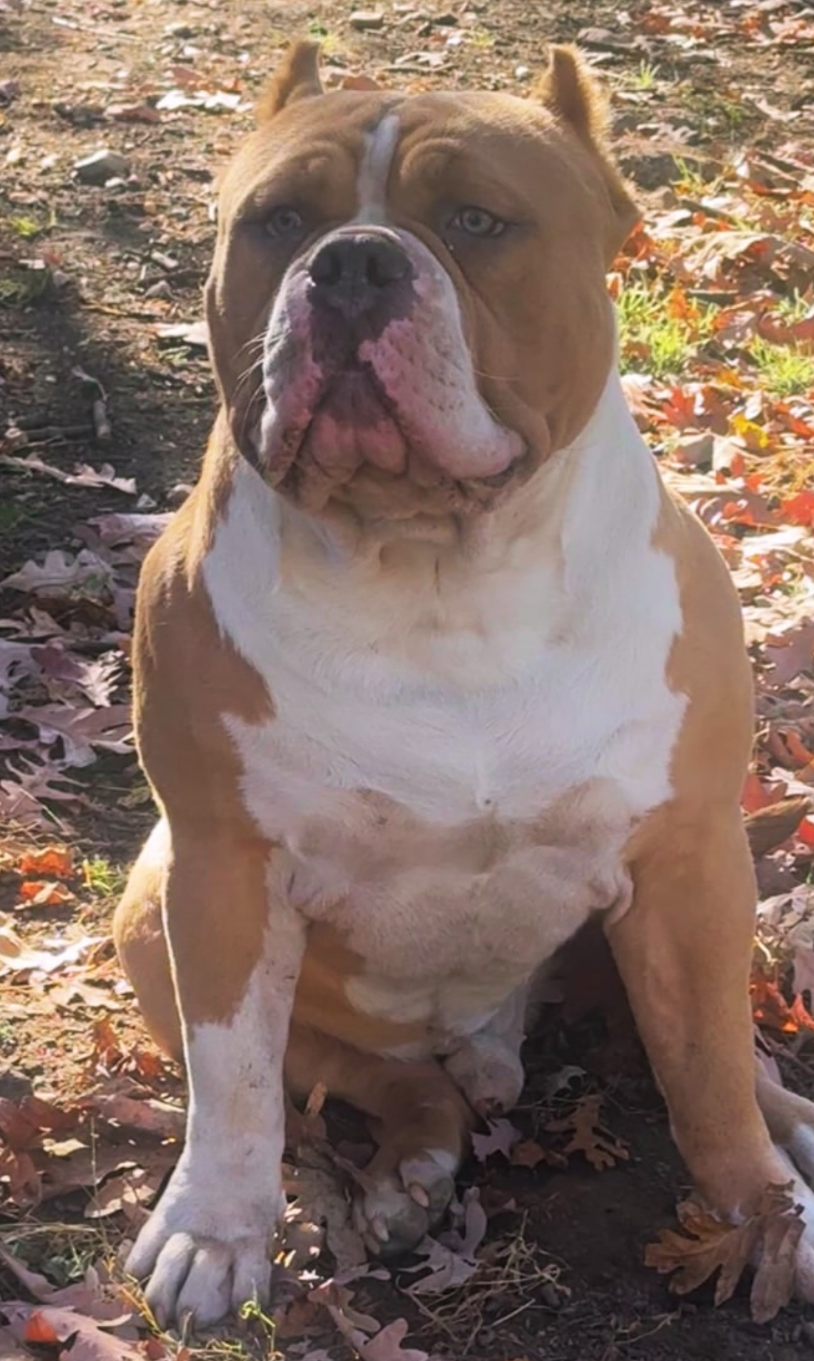 Dog Featured Image