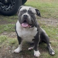 Dog Featured Image