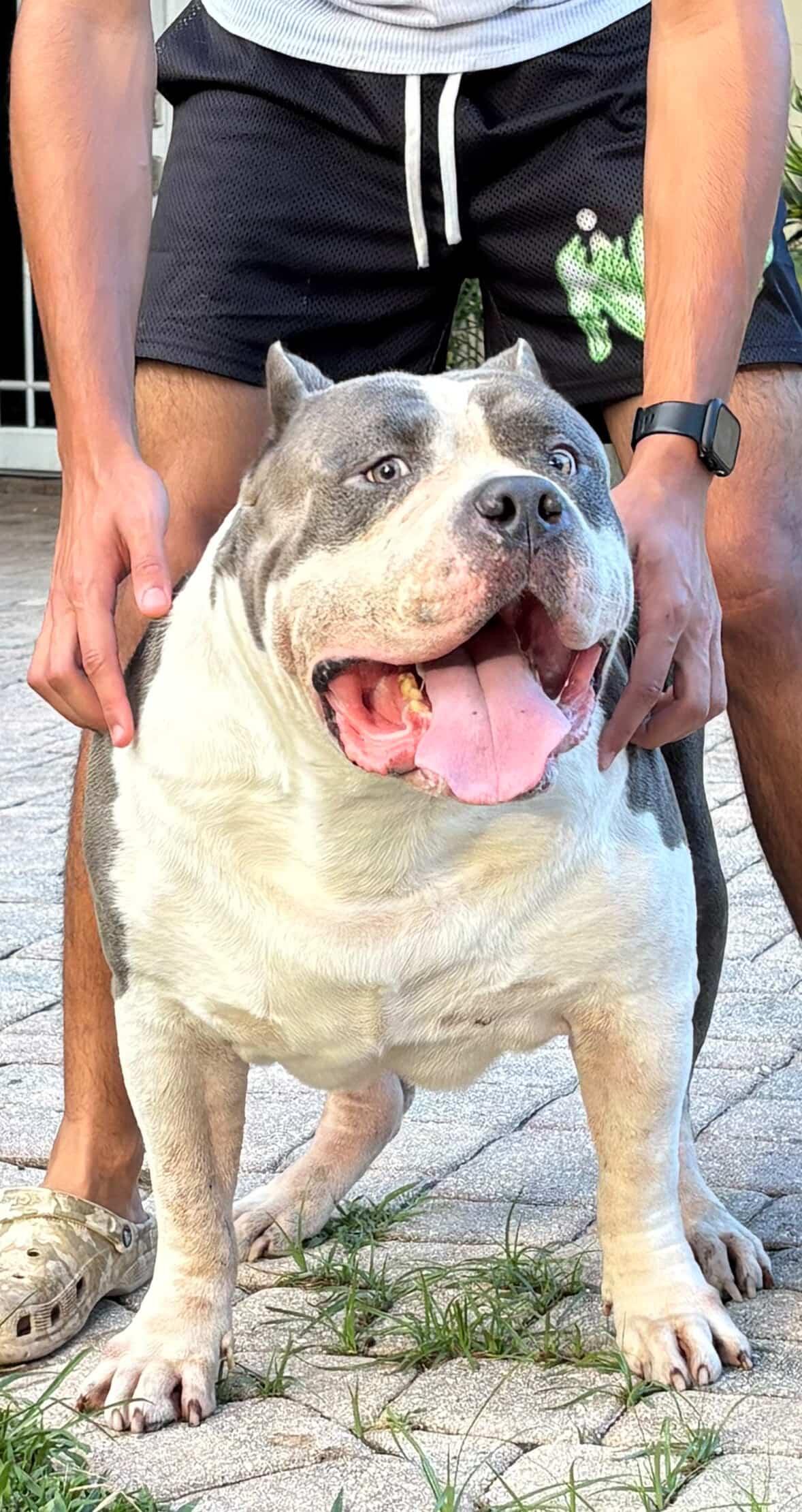 Dog Featured Image