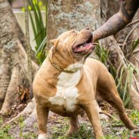 Probulls Diablo of Parkland Bullies