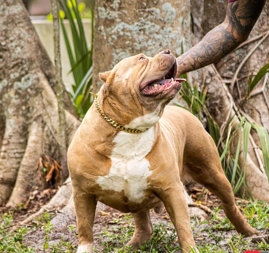 Dog Featured Image