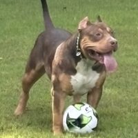 Dog Featured Image