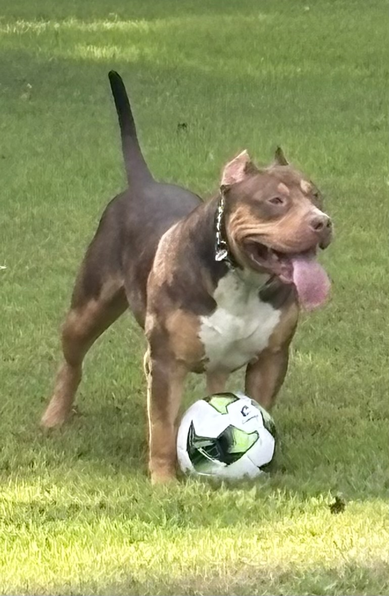 Dog Featured Image