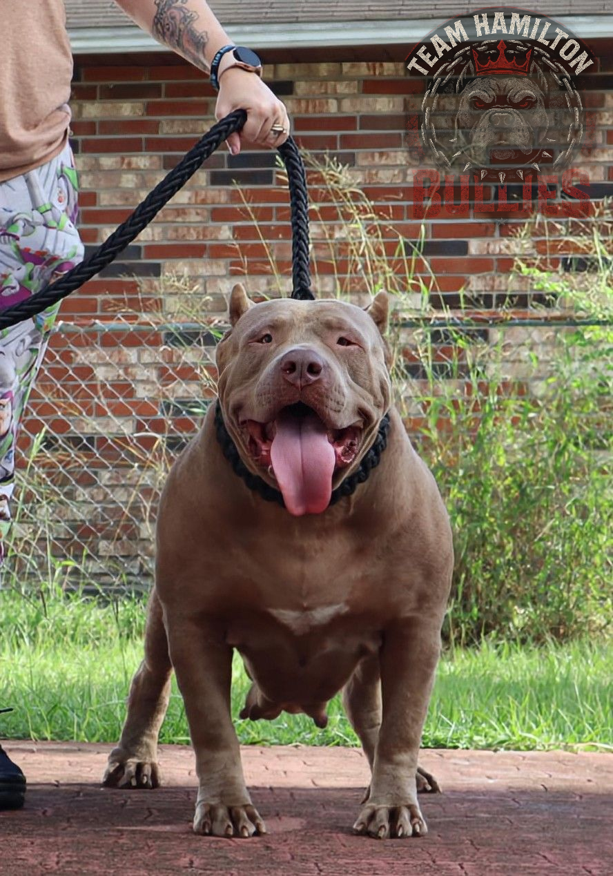Dog Featured Image