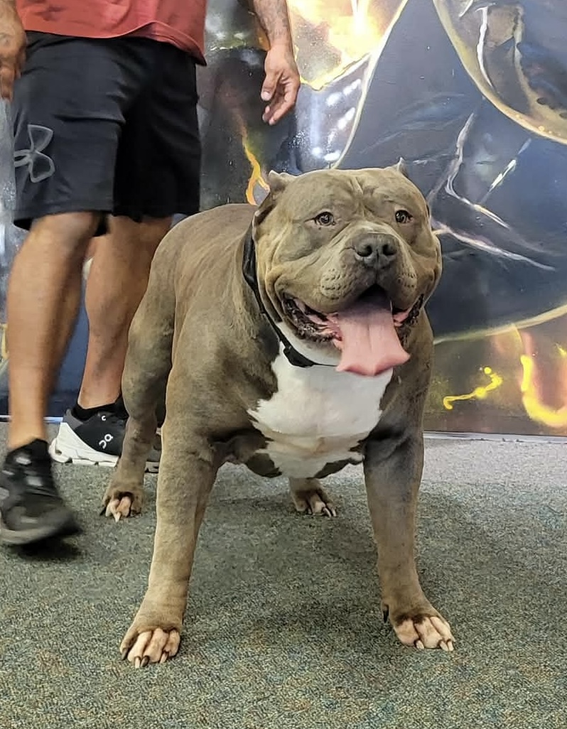 Dog Featured Image