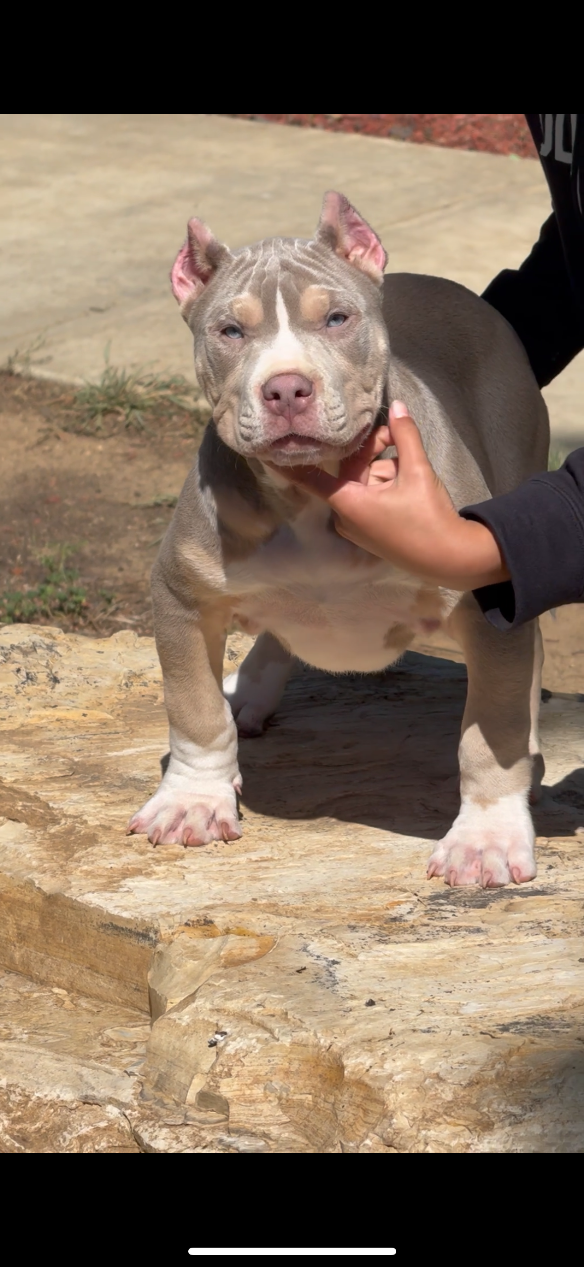 Dog Featured Image
