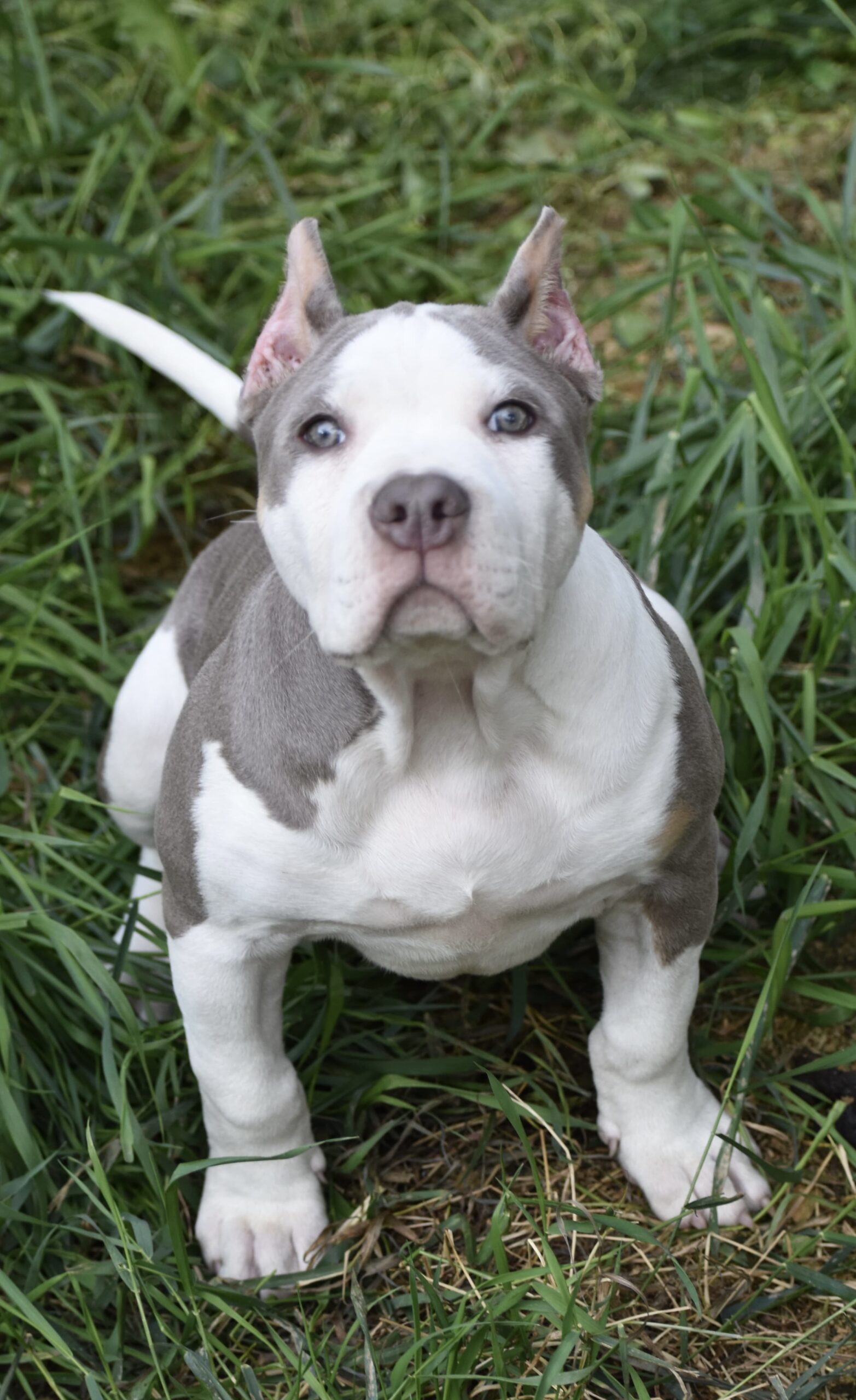Dog Featured Image