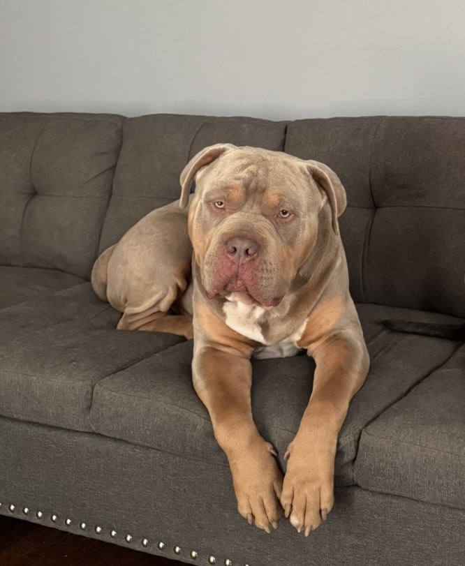 Dog Featured Image