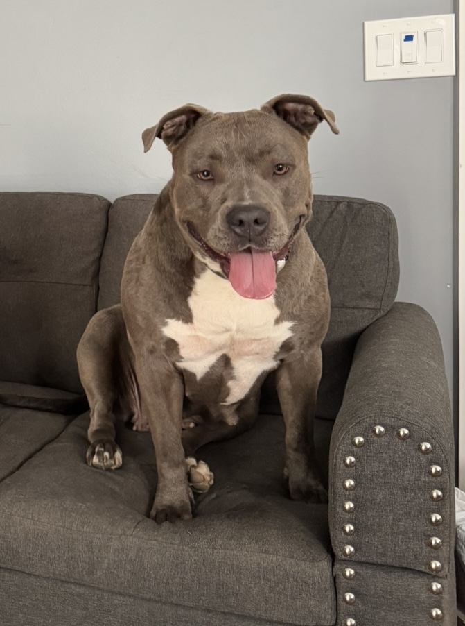 Dog Featured Image