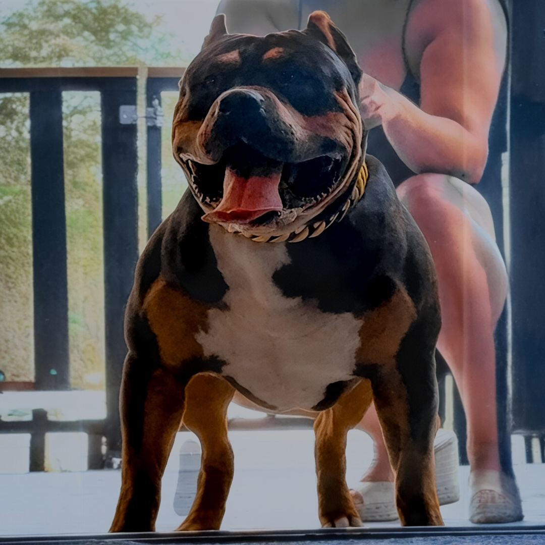 Dog Featured Image