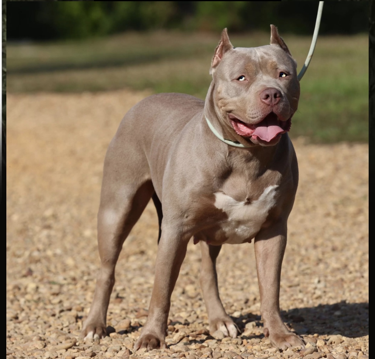 Dog Featured Image