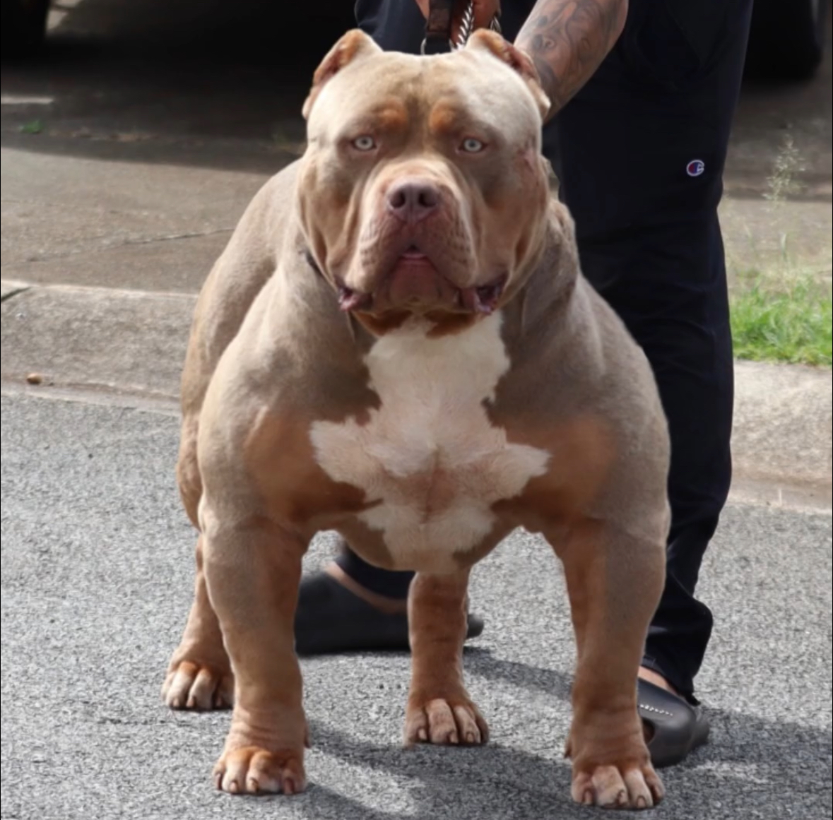 Dog Featured Image