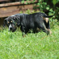 Osb’s John d. Rockefeller of greglines kennels