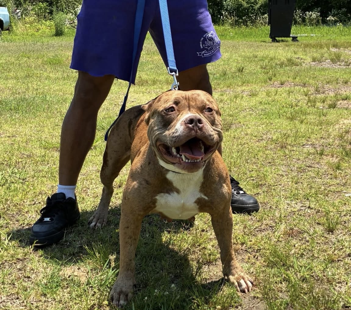 Dog Featured Image