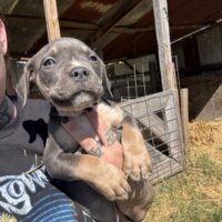 Dog Featured Image