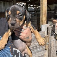 Dog Featured Image