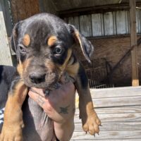Dog Featured Image