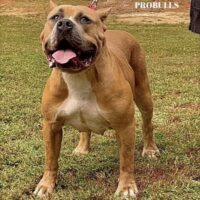 Dog Featured Image