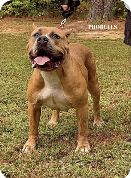 Dog Featured Image