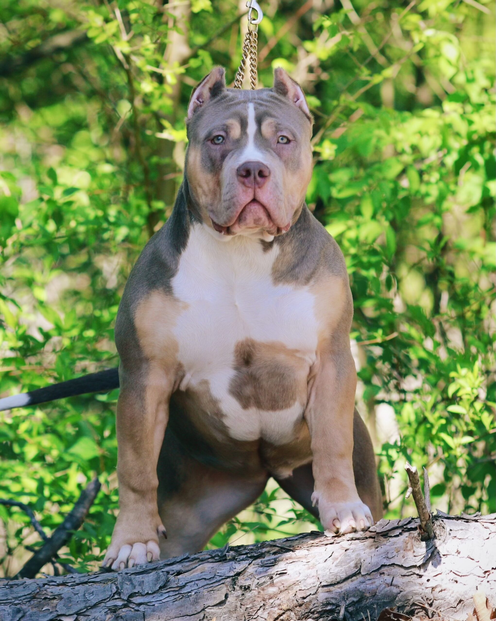 Dog Featured Image