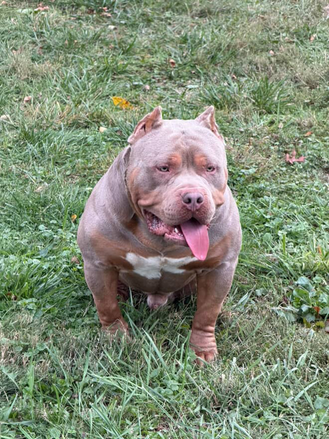 Dog Featured Image