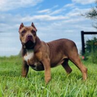 Dog Featured Image