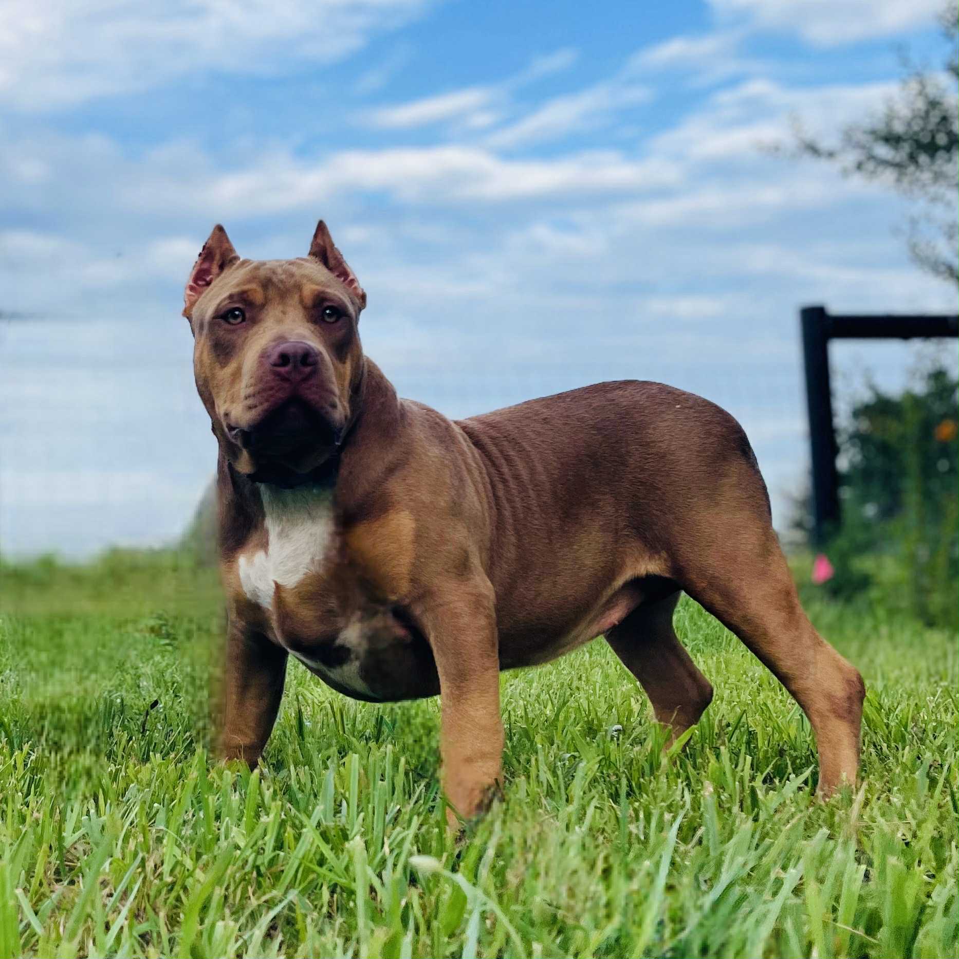 Dog Featured Image
