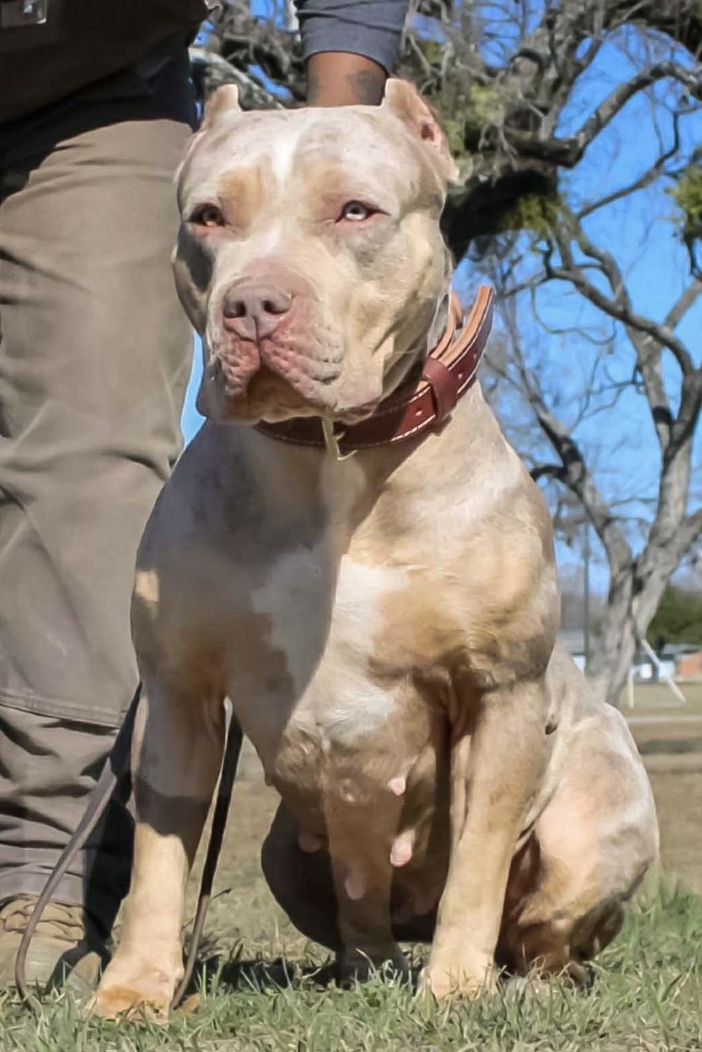 Dog Featured Image