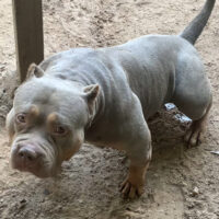 Dog Featured Image